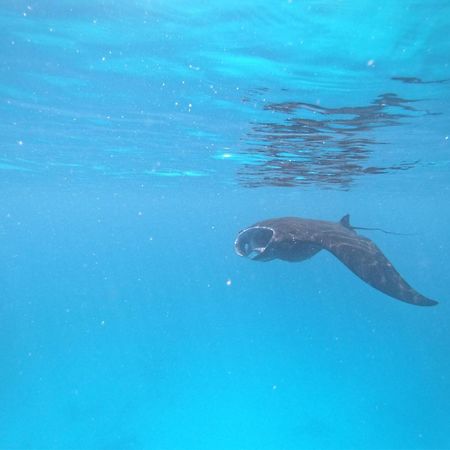 Ambower Homestay Raja Ampat Fam Bagian luar foto